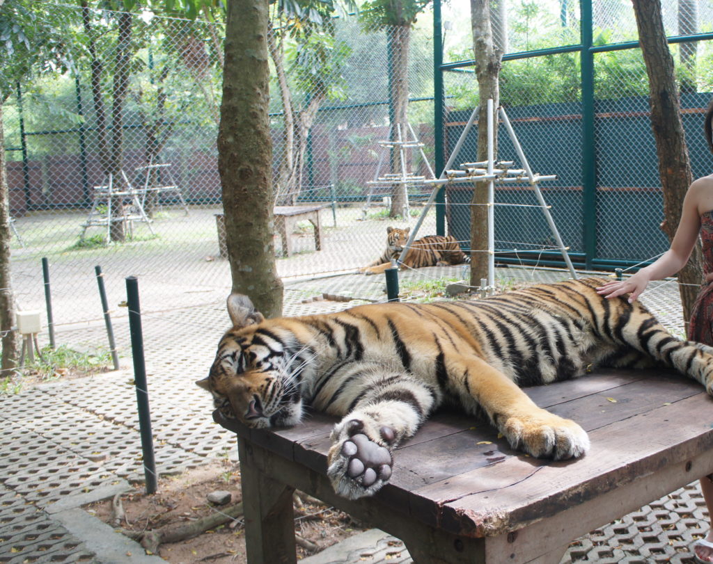 phuket-trip-day4-tiger