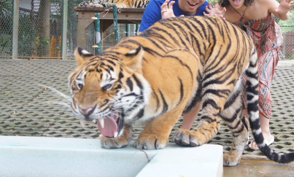 phuket-trip-day4-tiger3